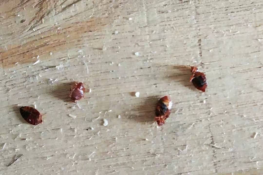 連南殺蟲以效果來看成果【殺蟲機構(gòu)】