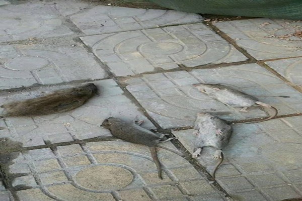 湛江市肇慶市哪有食品廠殺蟲(chóng)滅鼠大概多少錢(qián)