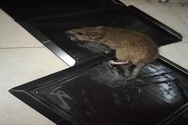 湛江市肇慶市哪有食品廠殺蟲(chóng)滅鼠大概多少錢(qián)