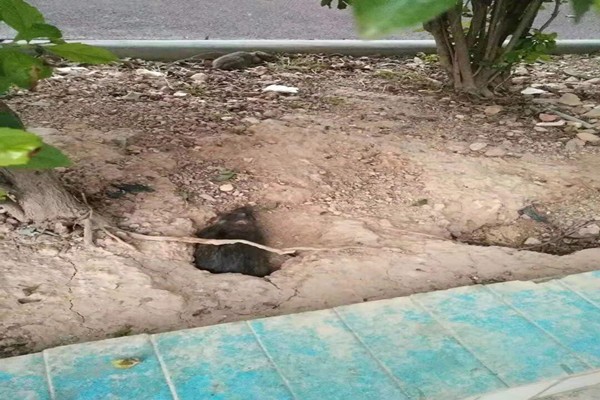 湛江市肇慶市哪有食品廠殺蟲(chóng)滅鼠大概多少錢(qián)