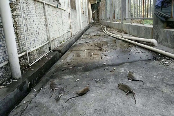 湛江市肇慶市哪有食品廠殺蟲(chóng)滅鼠大概多少錢(qián)