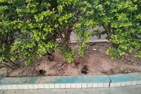 湛江市肇慶市哪有食品廠殺蟲(chóng)滅鼠大概多少錢(qián)