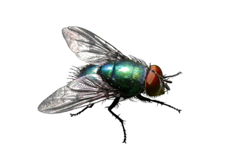 鼠害與蟲害治理，清波滅鼠控蟲公司，學(xué)校幼兒園殺蟲滅鼠方案，防鼠滅鼠抓老鼠，防蚊滅蠅捕蚊蠅，防治蟑螂滅蟑螂殺蟑螂