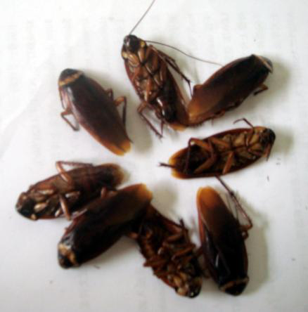 鼠害與蟲害治理，清波滅鼠控蟲公司，學(xué)校幼兒園殺蟲滅鼠方案，防鼠滅鼠抓老鼠，防蚊滅蠅捕蚊蠅，防治蟑螂滅蟑螂殺蟑螂