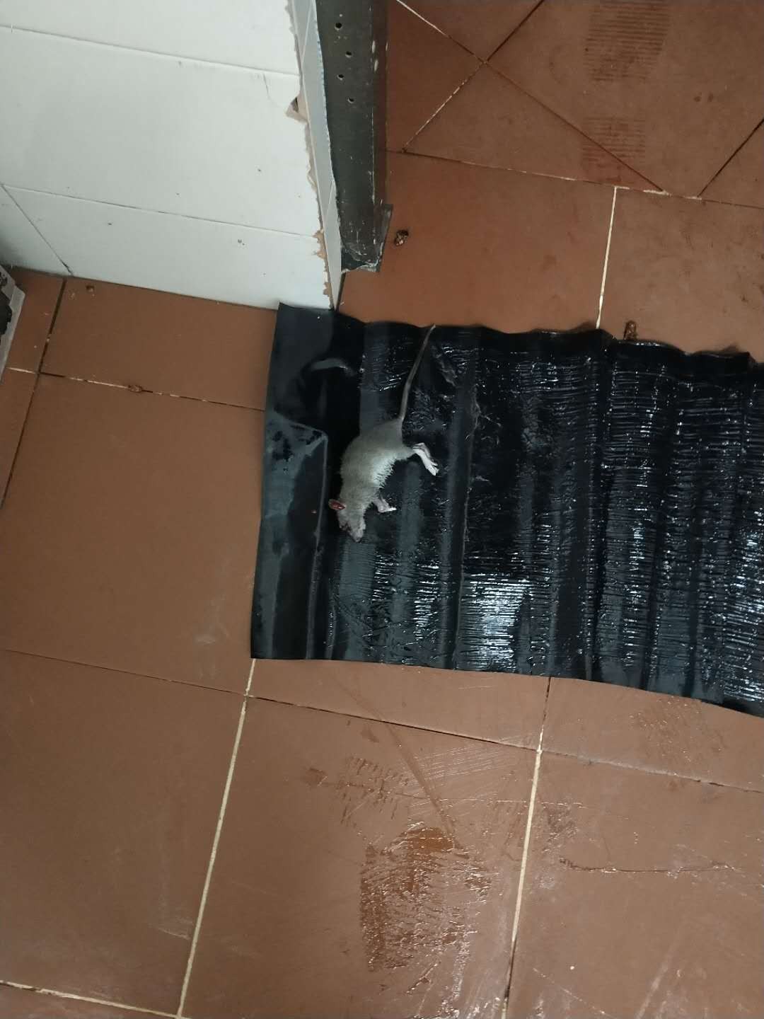 珠海中山附近殺蟲滅鼠公司報(bào)價(jià)