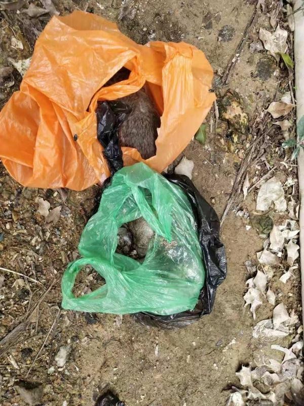 珠海中山附近殺蟲滅鼠公司報(bào)價(jià)