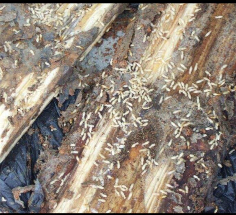 珠海家庭除蟲(chóng)滅鼠機(jī)構(gòu) 珠海家庭除蟲(chóng)滅鼠機(jī)構(gòu)