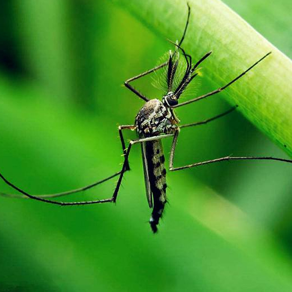 珠海專業(yè)除蟲(chóng)